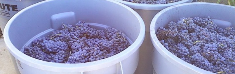 Harvest Weekend #1