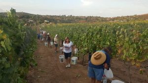 2017 grape harvest